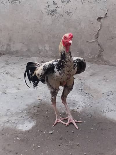 Mashallah Nasli Aseel Sindhi Original