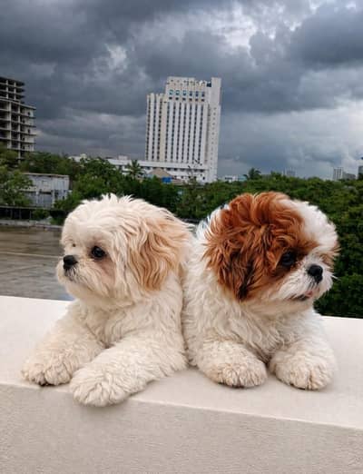 Shihtzu Puppies Pair