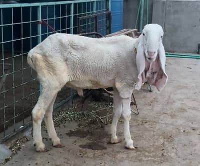 Kajla Bakra for sale