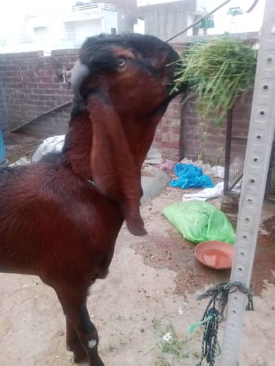 Pure Nagra Desi Bakra  fresh 2 dant sale he 03098287558