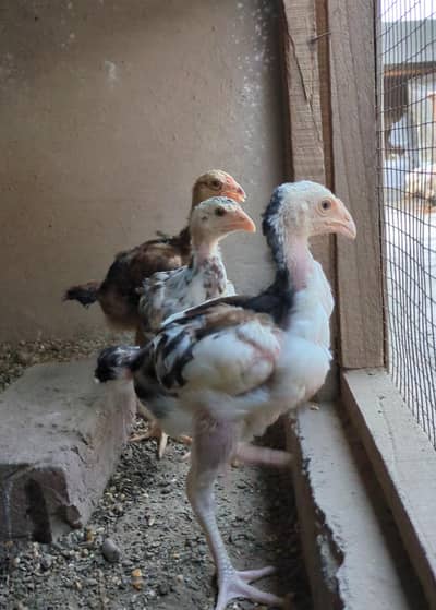 trio set / aseel chicks / aseel pathay pathiyan / mianwali / shamo