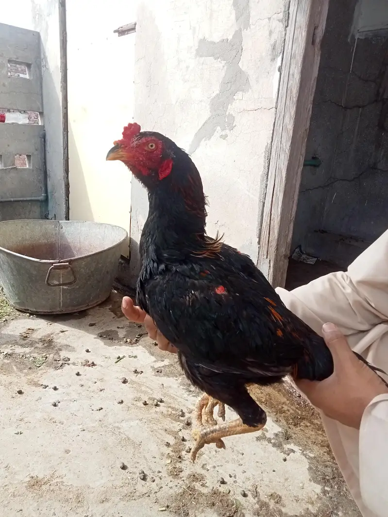 aseel pair Pakistani or vatenam Ka cross hn 03147979139 — photo 3