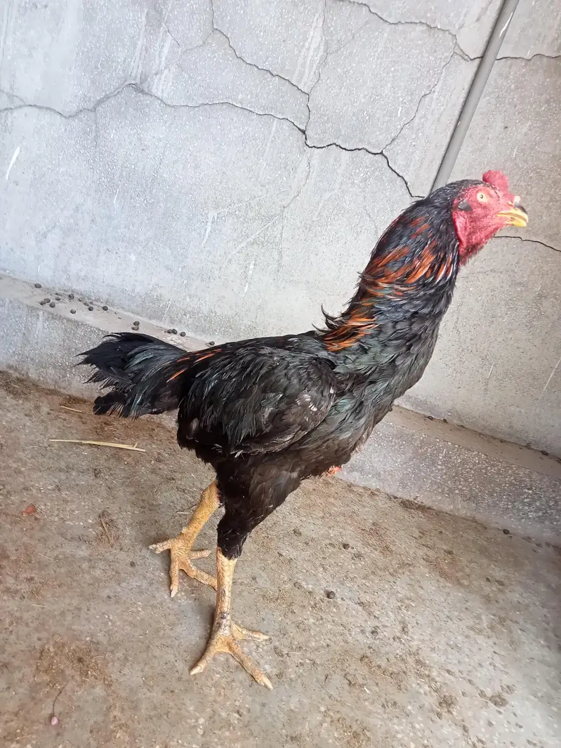 aseel pair Pakistani or vatenam Ka cross hn 03147979139 — photo 4