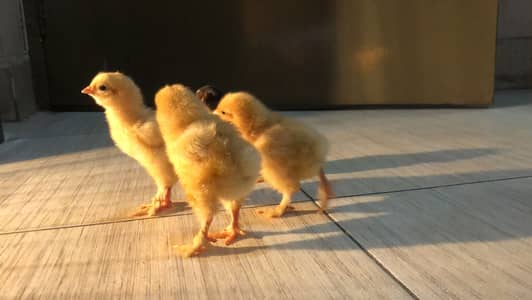 Golden heavy buff chicks