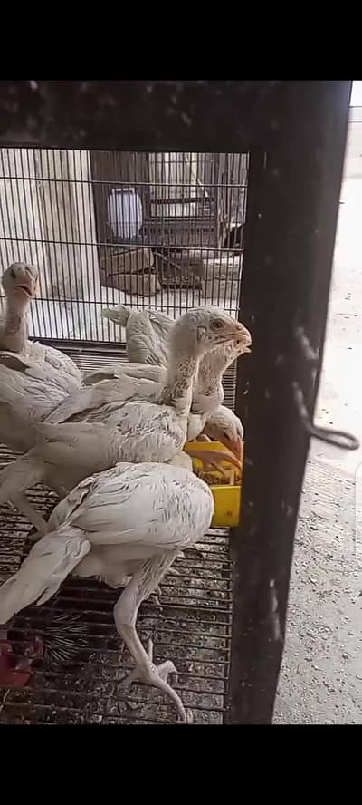heera paper whitw aseel chiks available