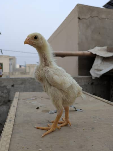 shamo chicks / white shamo chicks / o shamo chicks / japanese shamo