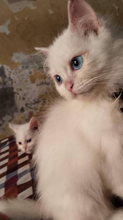 parshiyn  Parshiyn nasal Code 3  Healthy cats 