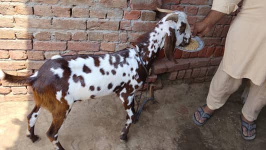 bakry for sale 2 dant are khasi  03002184974 is number pa rabta kary