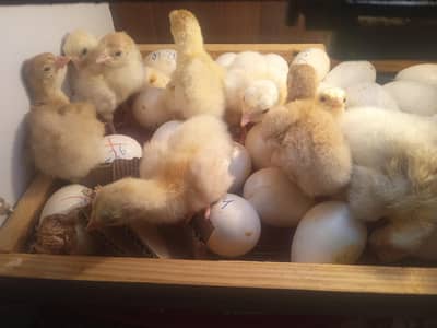 Big Big Sale Turkey chicks