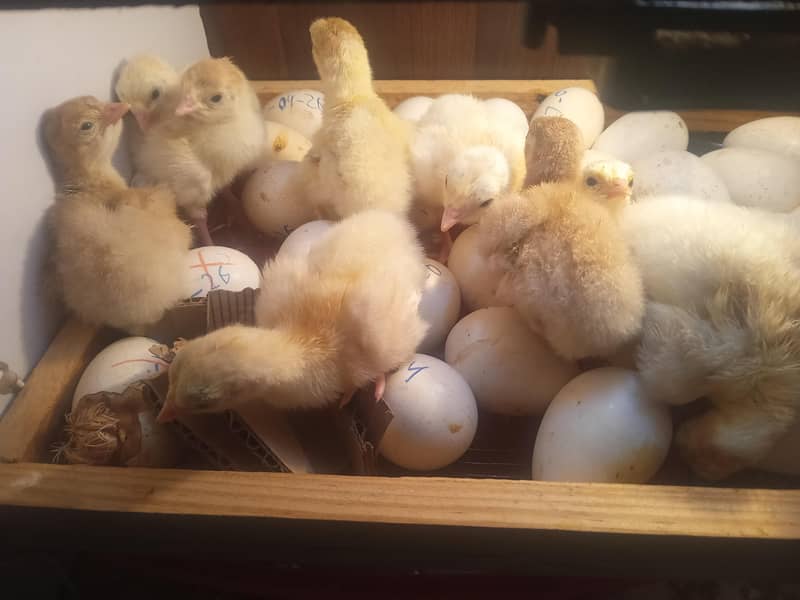 Turkey Chicks 0