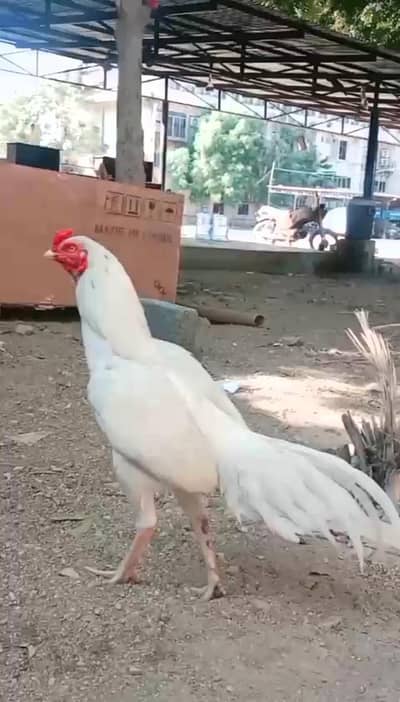 Heera piyor