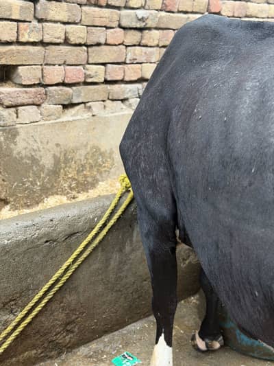 Pure fresian cow for sale