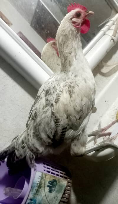 desi roaster/cock