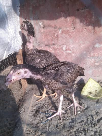 Pakistani aseel chick pair