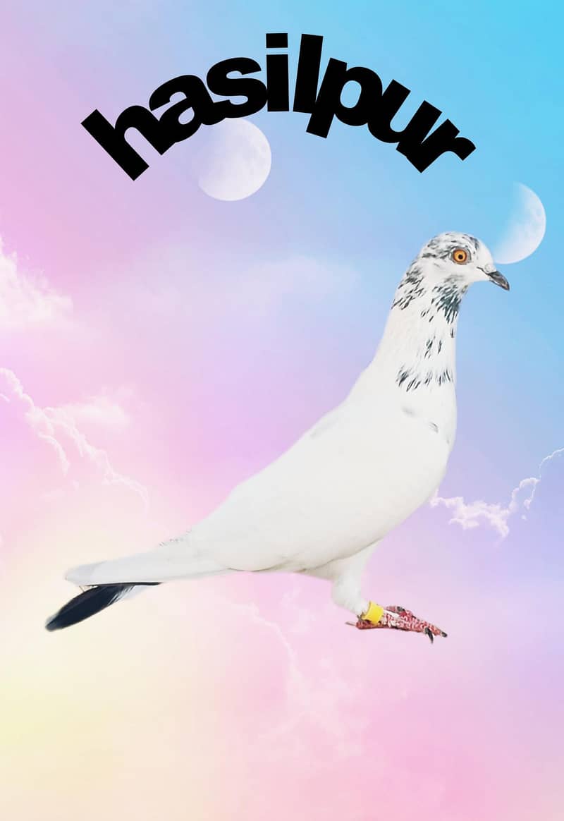 lowflyers 6