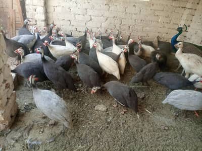 guineafowl breeders