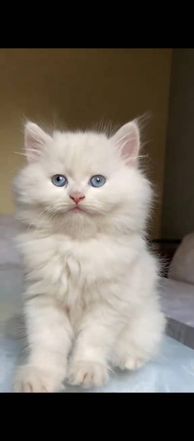 original parsion triapl kottid cat kitten
