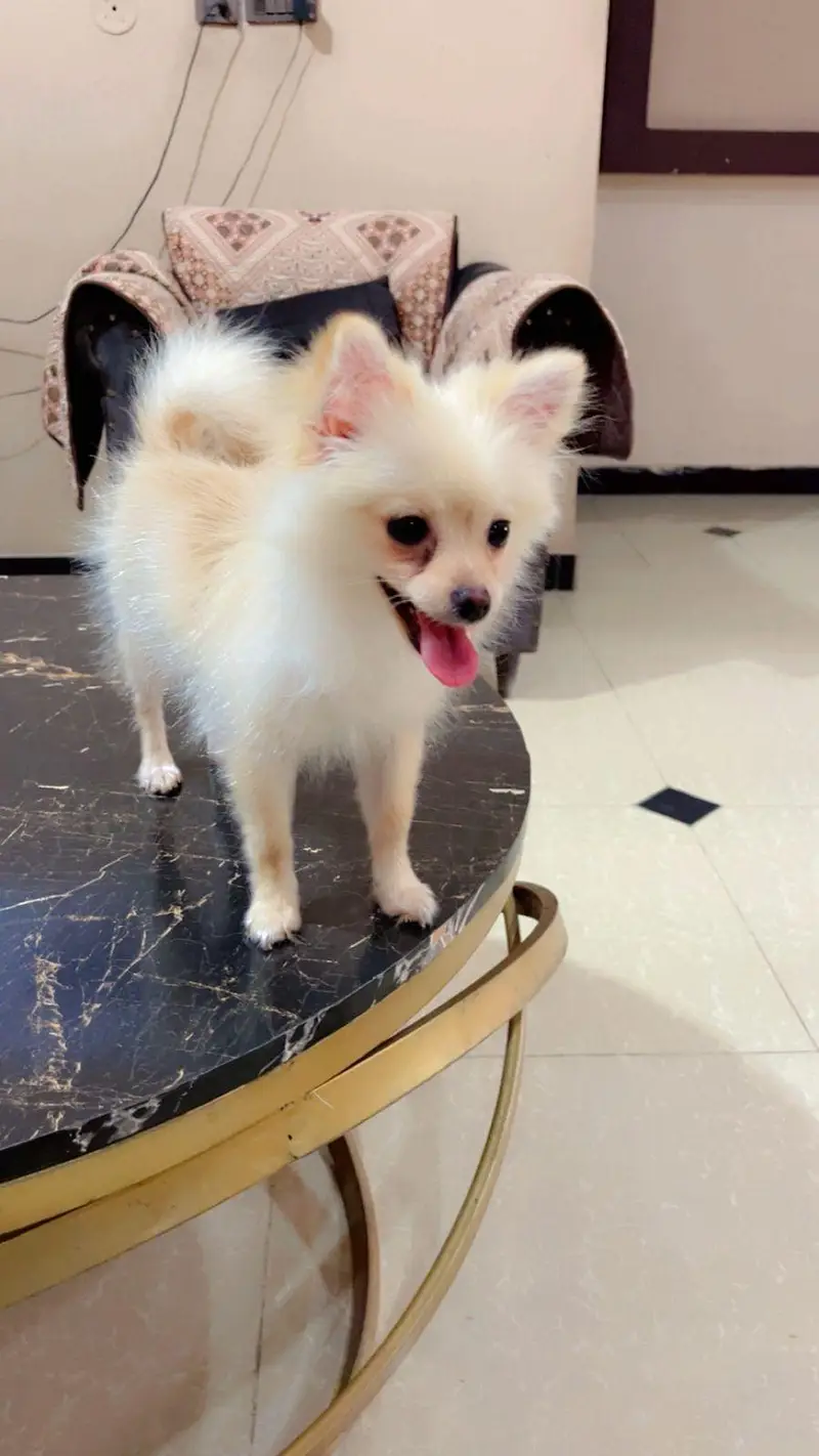 finding new home for khalisi — photo 3