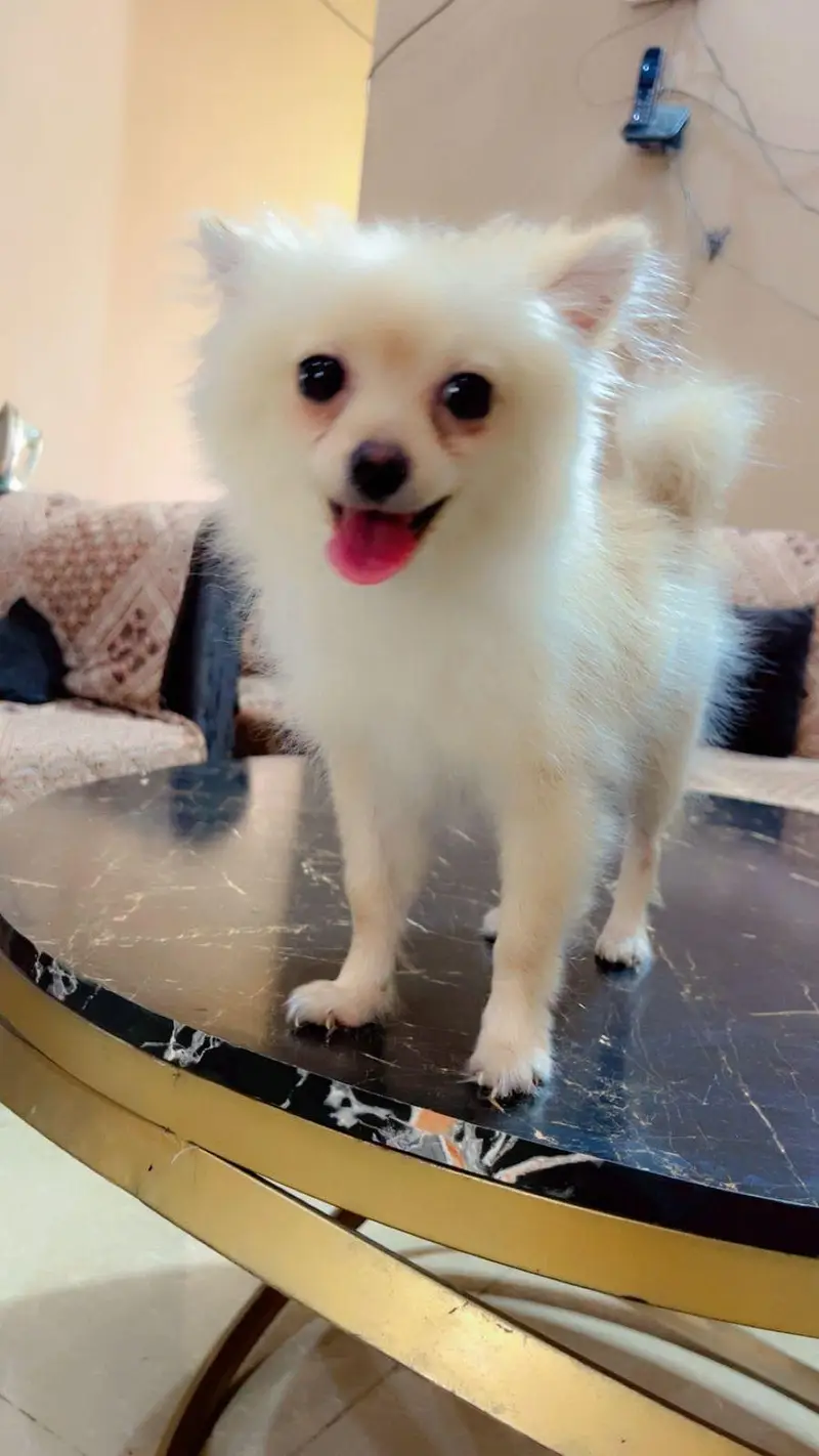 finding new home for khalisi — photo 4