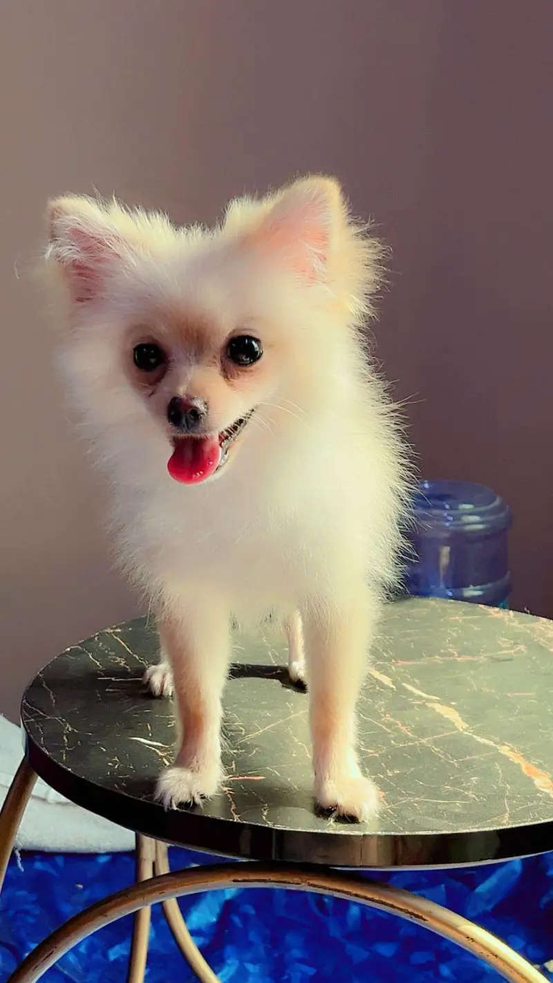 finding new home for khalisi — photo 5