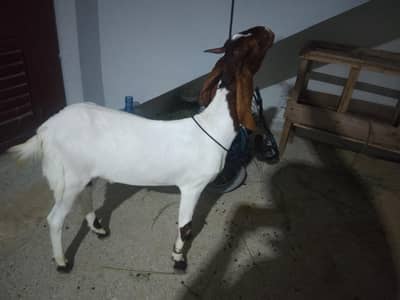 2 dant khasi bakra