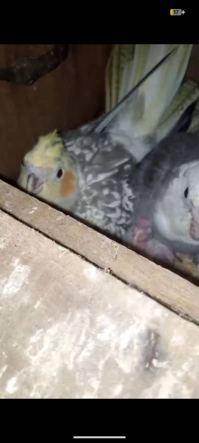 COCKTAIL BREEDER PAIR  WITH 2 CHICKS!