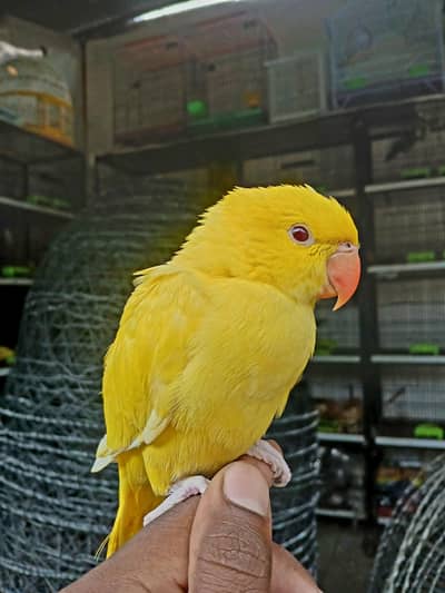 yellow Ringnek baby for sale