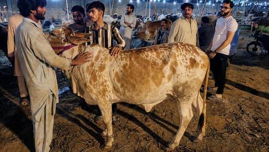 Cow for eid