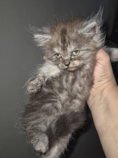 3 kitten male 1 female sami person