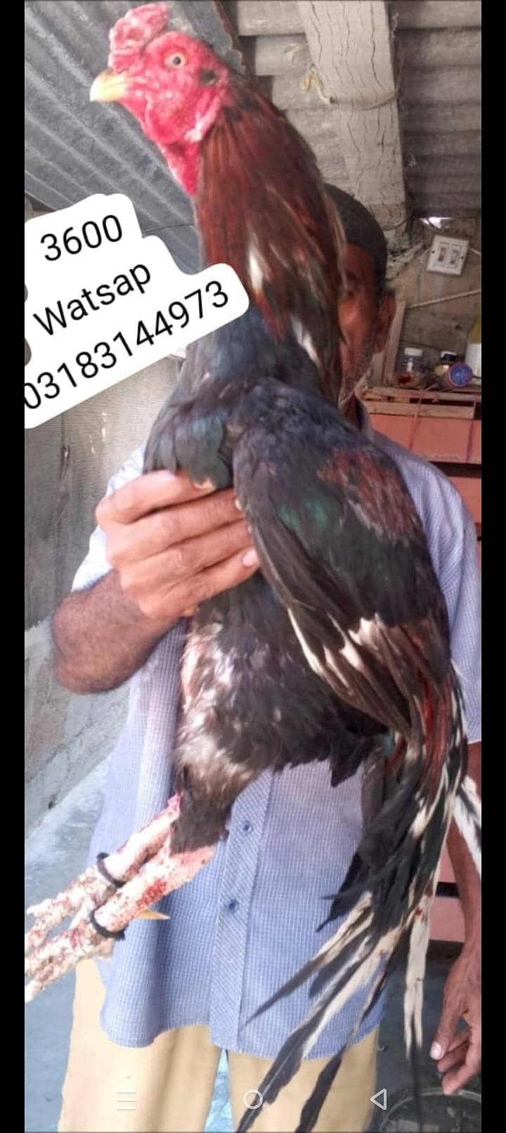 aseel murga 0
