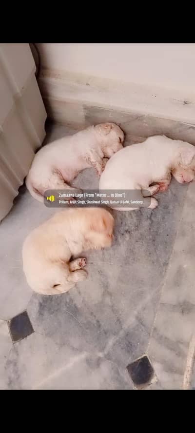 Poodle puppies