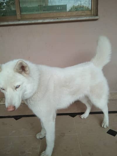Full white blue eyes young husky for sale