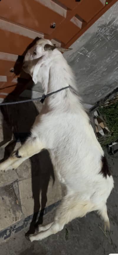 Bakra