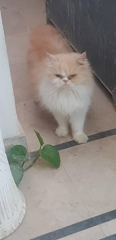 persion long hair tripple coat  near to piki female
