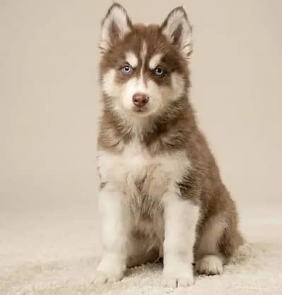 Alaskan Husky Brown Male Female Puppy Eextreme Quality For Sale