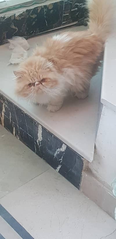 honey female , bi colour  female  and bi colour red and whit piki male