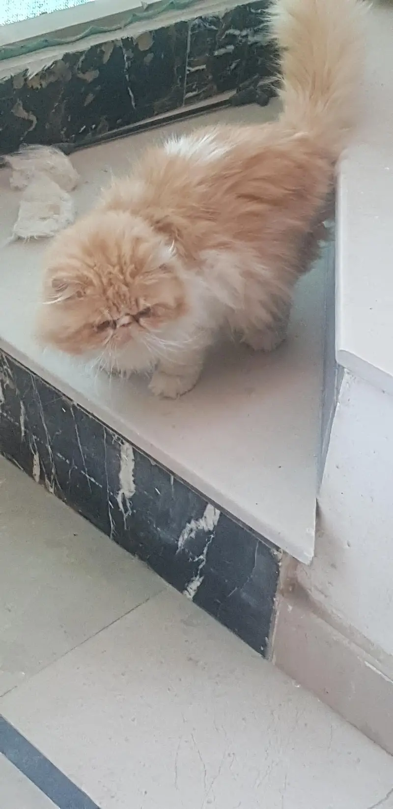 honey female , bi colour  female  and bi colour red and whit piki male — photo 6
