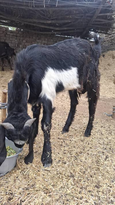 Bakra, Goats kurbani k leye