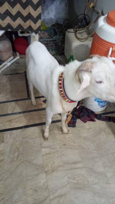 Gulabi Tedda | Breeder | Qurbani | 03212430525
