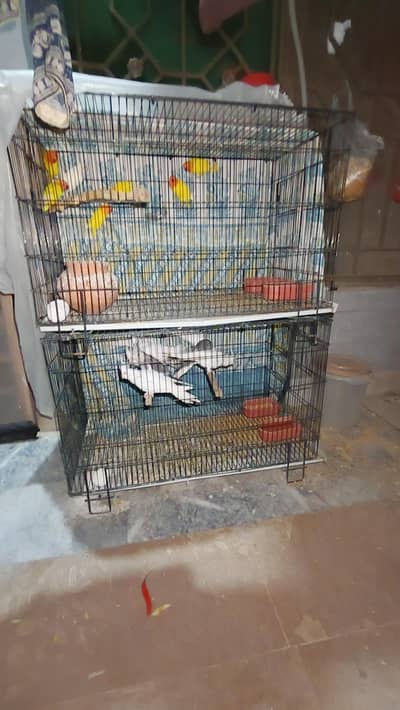 Cockatiel & Lovebirds