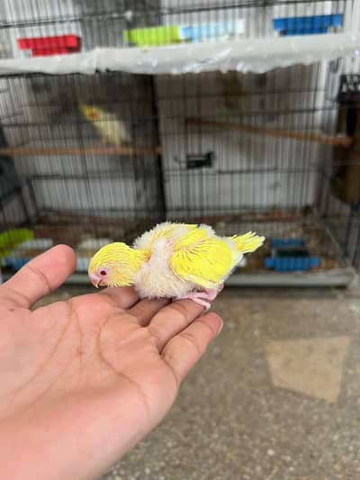 Quality Handtamed Budgies Australian + Handfeed Cocktail Chicks