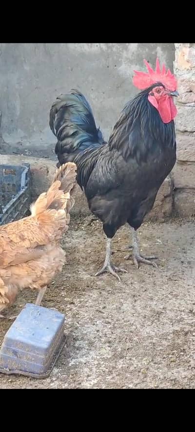 golden murghiyan for sale    03495536584