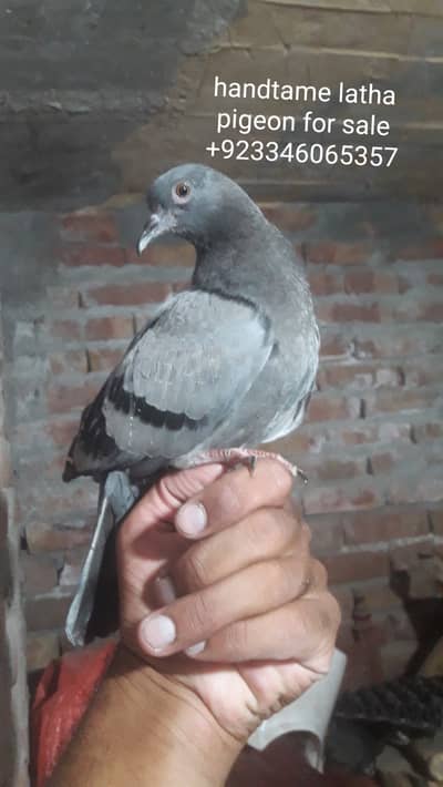 Hand tame latha pigeon for sale