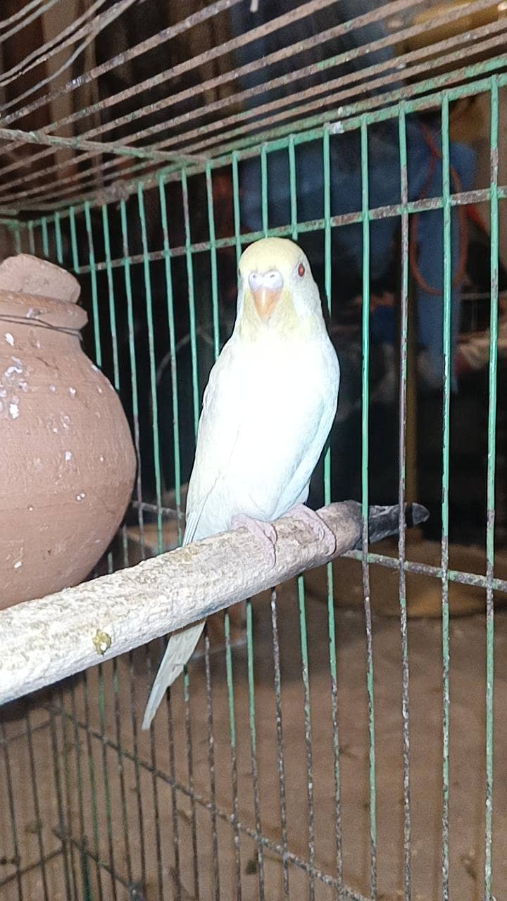 budgies breader pair 0