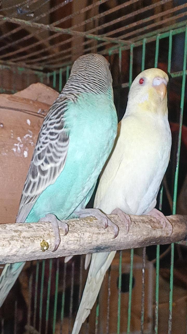 budgies breader pair 1
