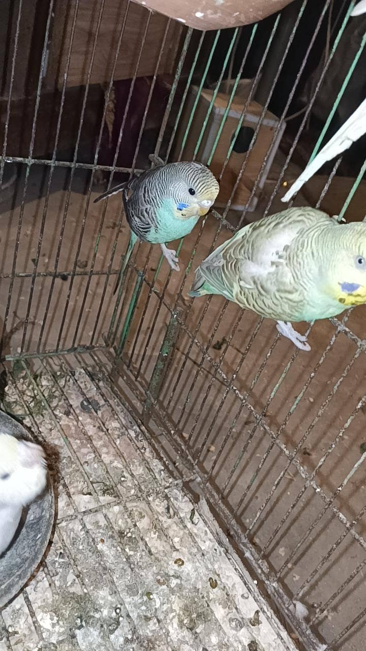 budgies breader pair 2