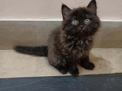 Black Persian kitten