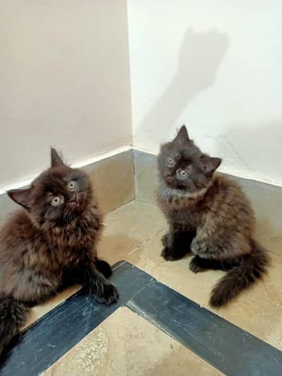 2 Black male Persian kitten