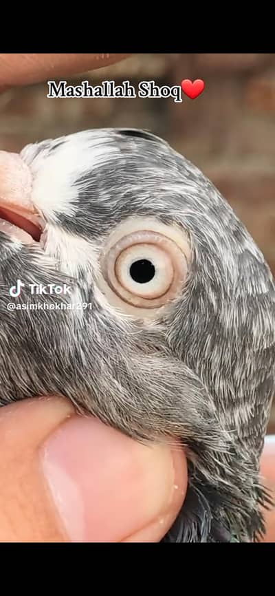 pigeon