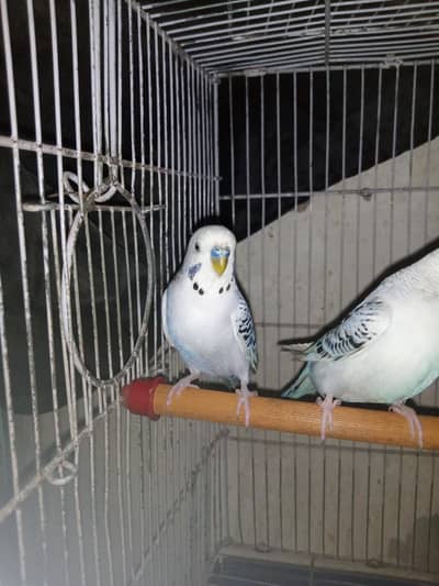 Tcb Budgies/bajri Australian parrot